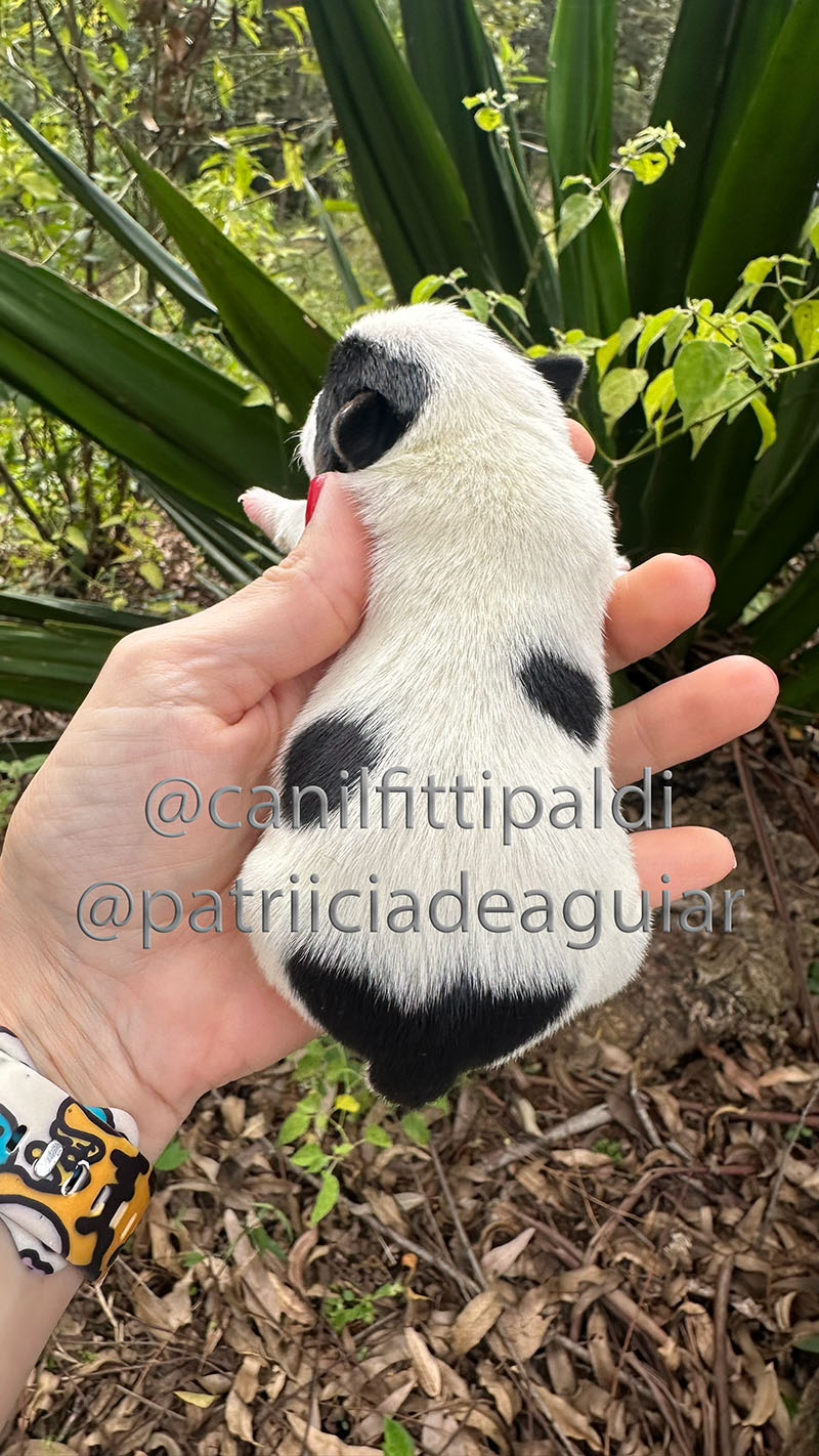 Macho Jack Russell Terrier bicolor nascido em 20/05/2026